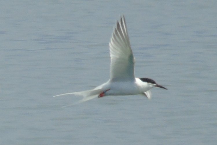 Dennis Point Wharf, Lower West Pubnico, NS - July 6, 2020